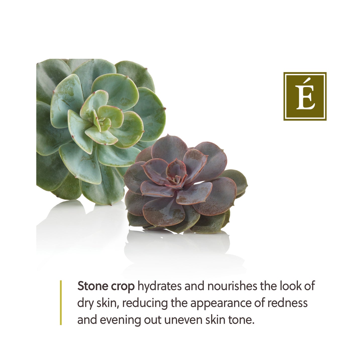 Eminence Organics Stone Crop Body Lotion