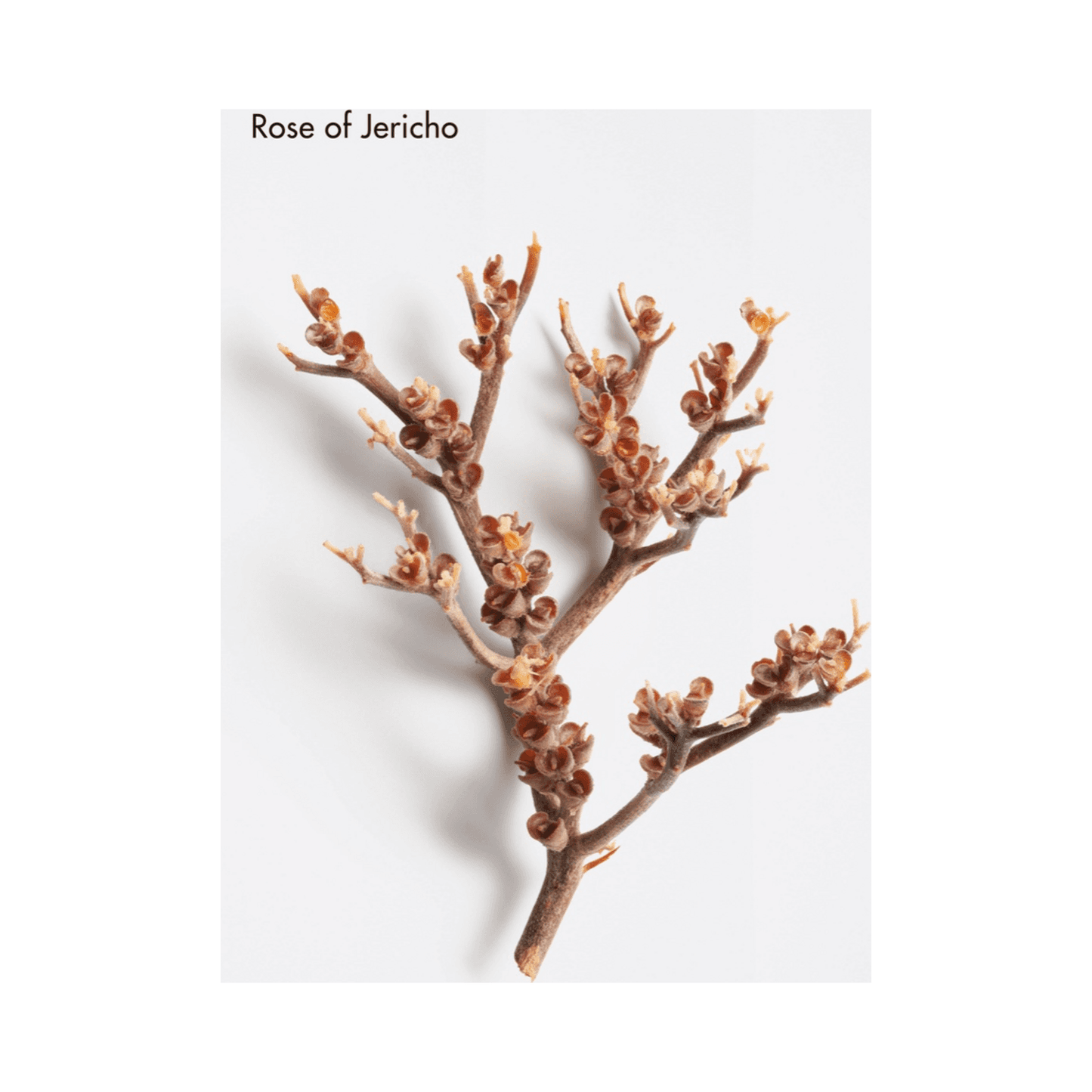 La Biosthetique Comforting Hydro Mask