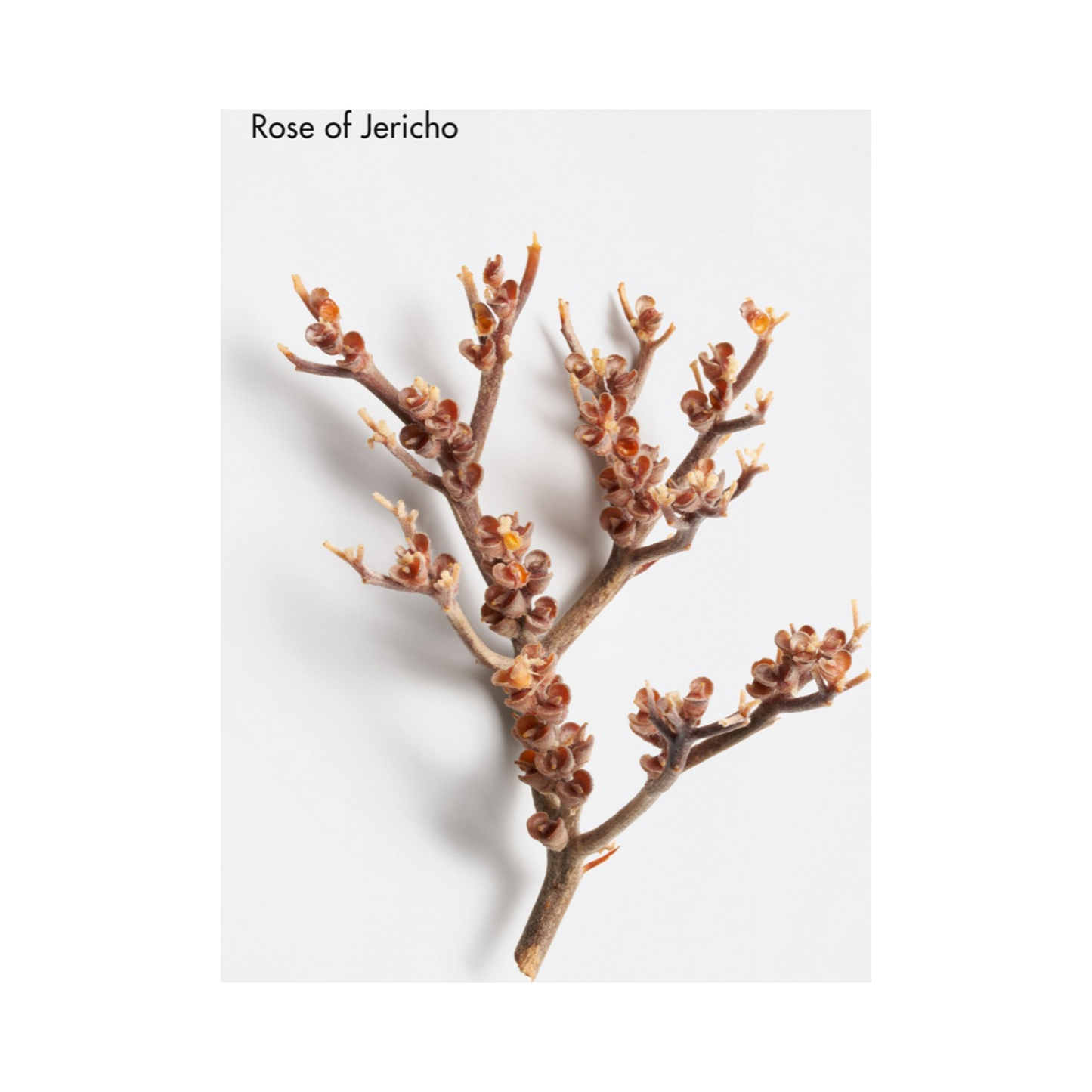 La Biosthetique Comforting Hydro Mask