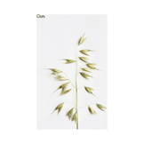 La Biosthetique Comforting Light Fluid