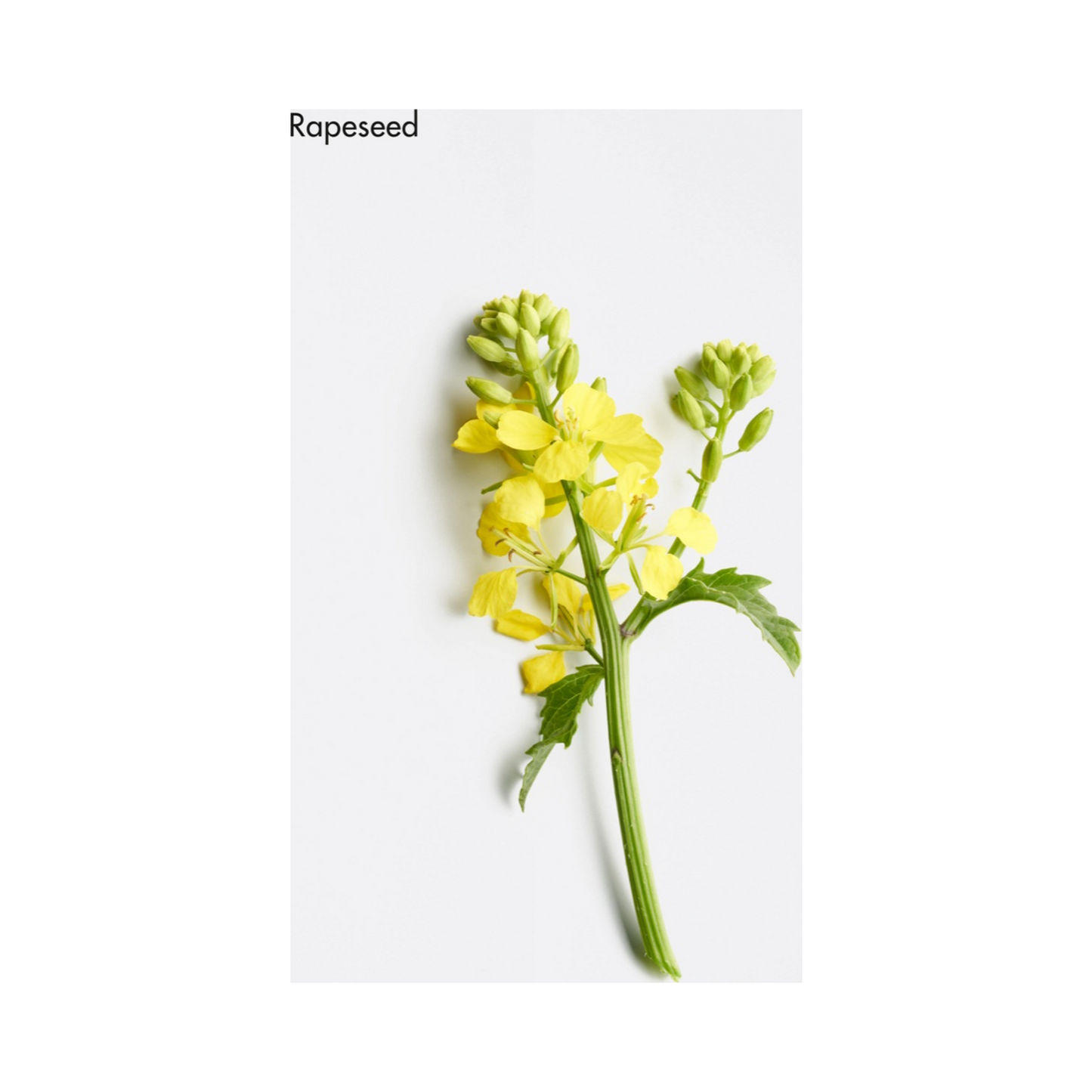 La Biosthetique Comforting Light Fluid