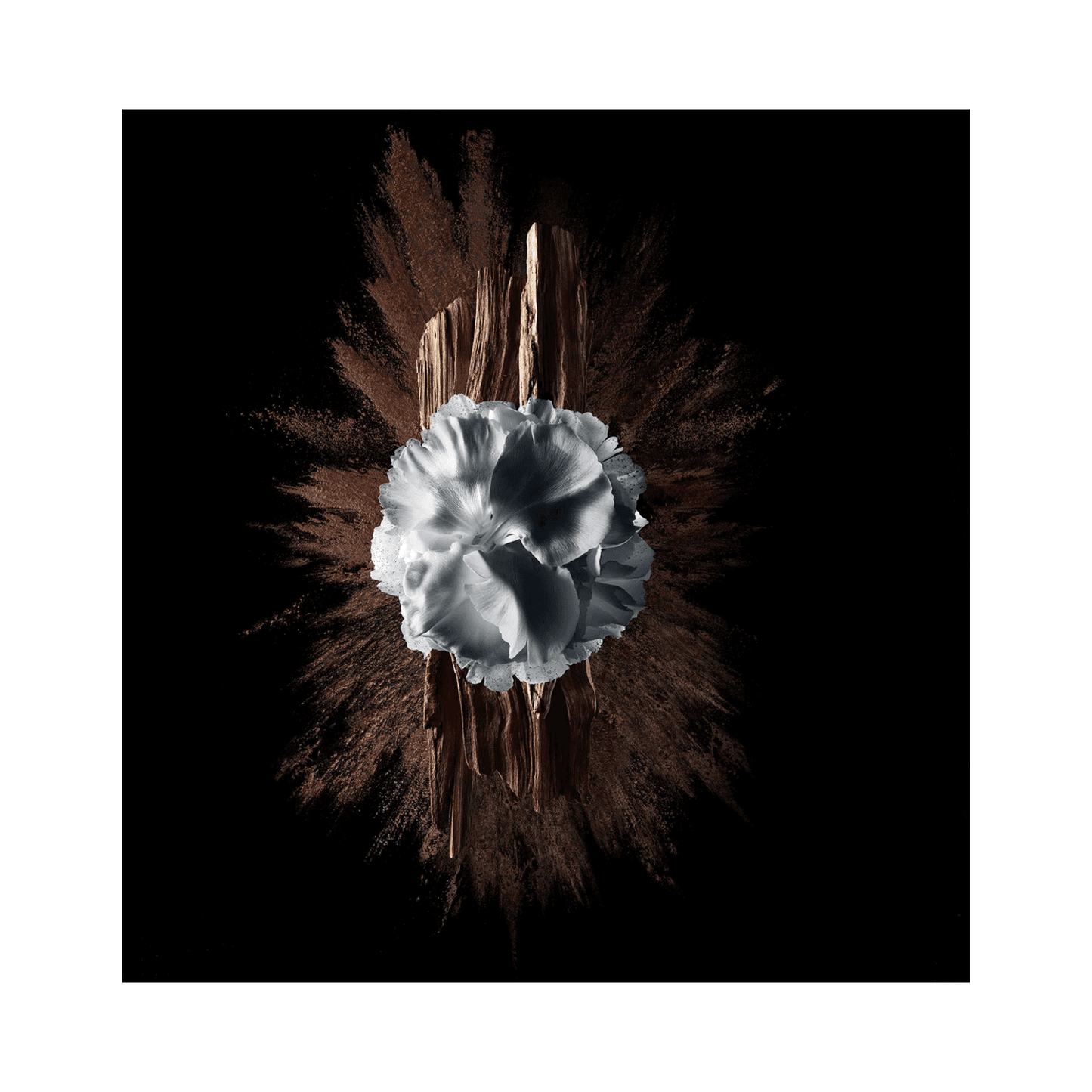 Artistic composition of daffodil, wood, and coffee powder symbolizing the floral woody scent of Givenchy Gentleman Society Extreme fragrance.