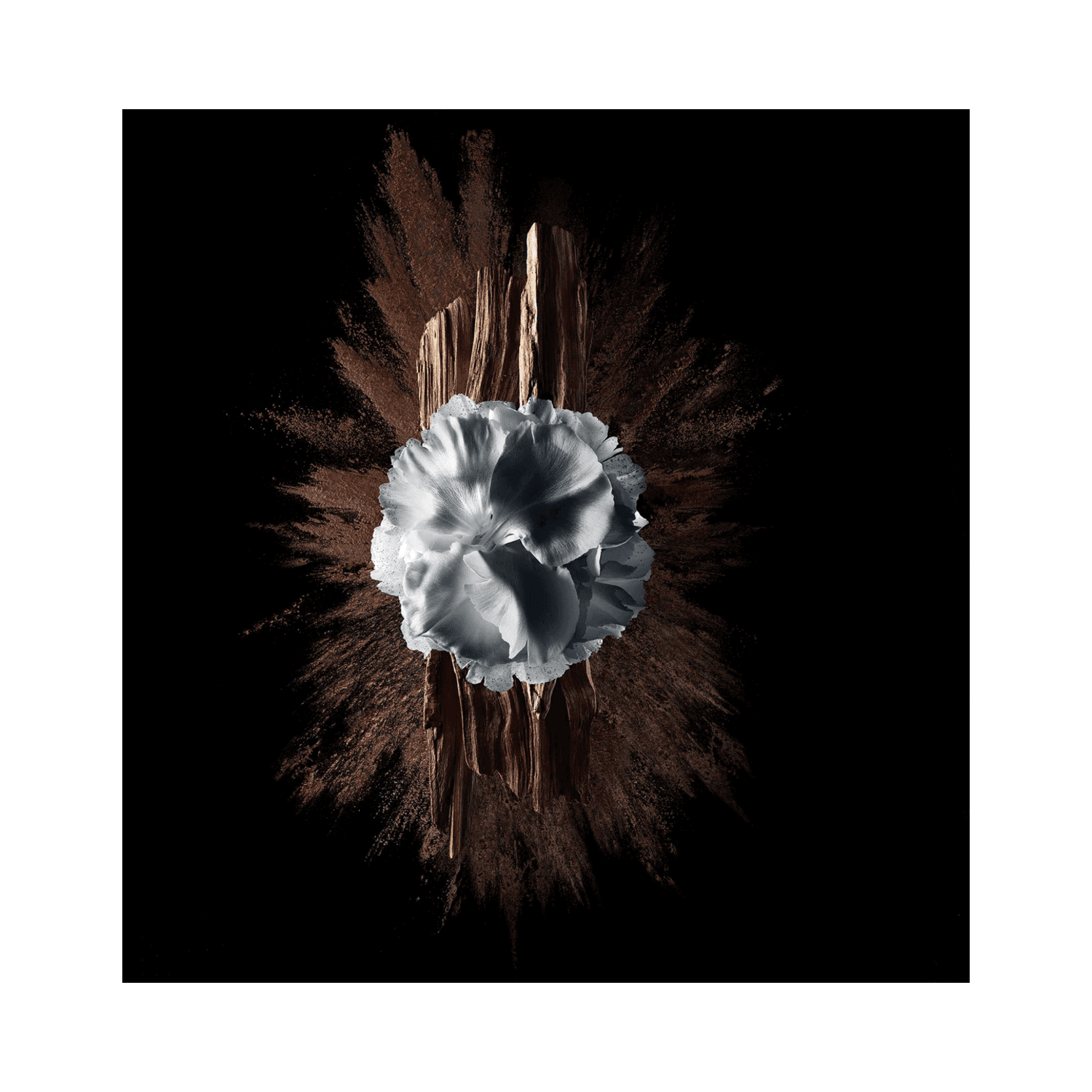 Artistic composition of daffodil, wood, and coffee powder symbolizing the floral woody scent of Givenchy Gentleman Society Extreme fragrance.