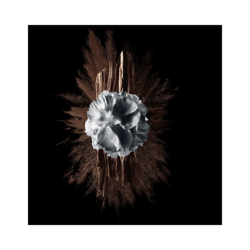 Visual blend of daffodil, wood, and coffee powder representing Givenchy Gentleman Society Extreme. Captures the essence of its floral woody aroma.