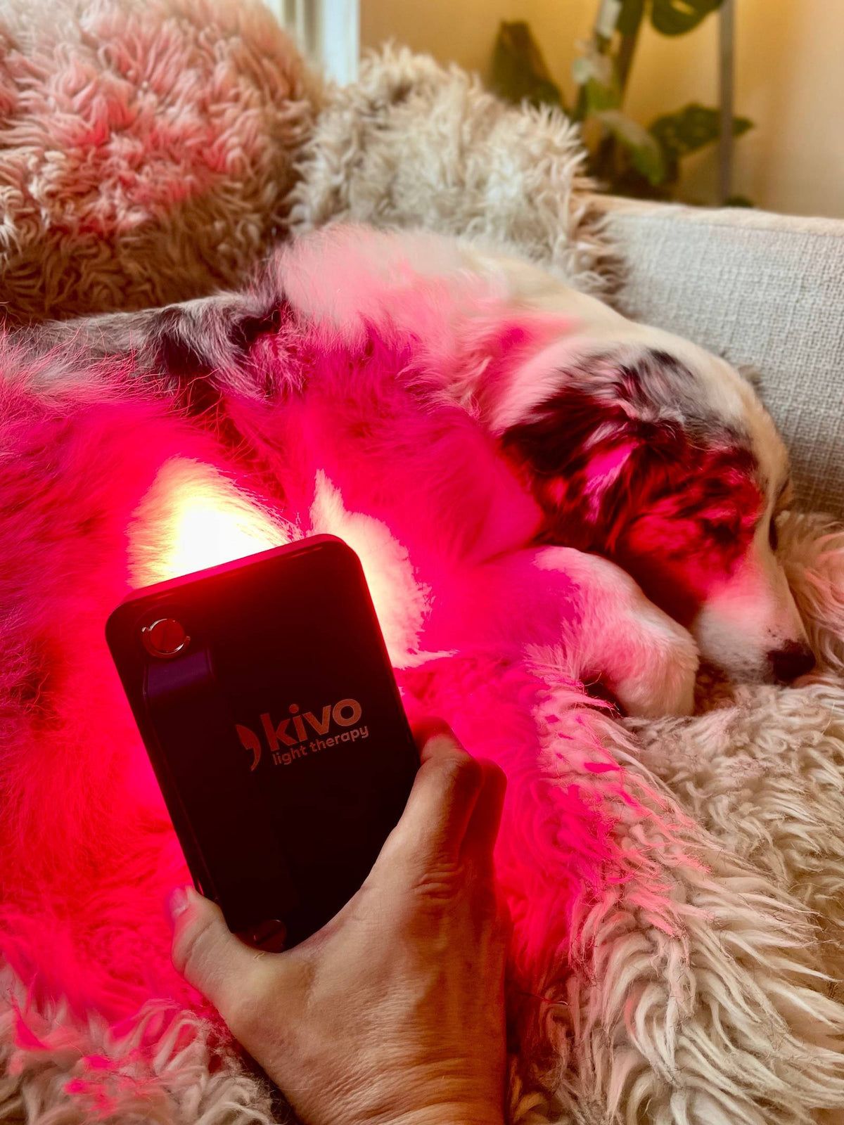 Kivo Elite MINI