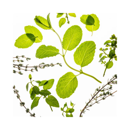 Touchland Power Mist Hydrating Hand Sanitizer - Frosted Mint