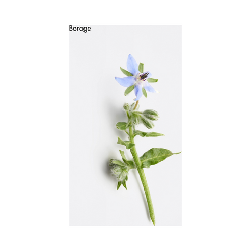 La Biosthetique Revitalising Capsules