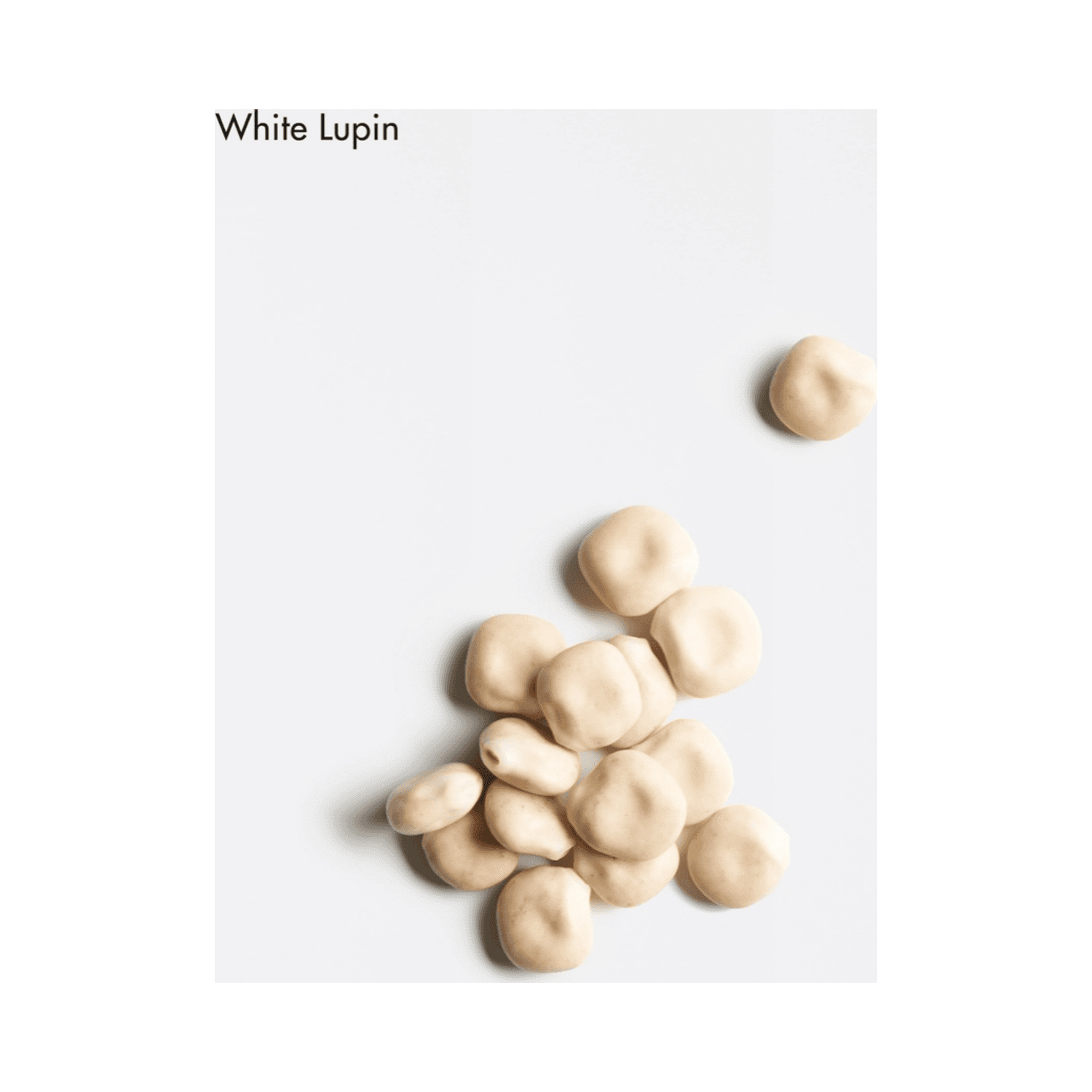 White Lupin seeds used in La Biosthetique Scalp Concentrate, enhancing hair vitality and scalp nourishment in premium hair care treatments.